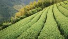 Shizuoka Tea Fields by Roberto Maxwell