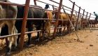 Reversing desertification with livestock